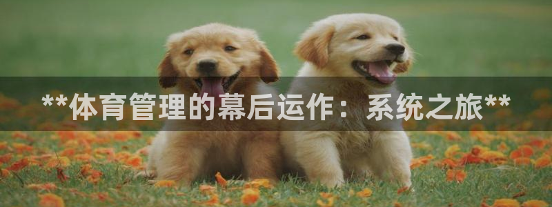 必一体育官网入口：**体育管理的幕后运作：系统之旅**